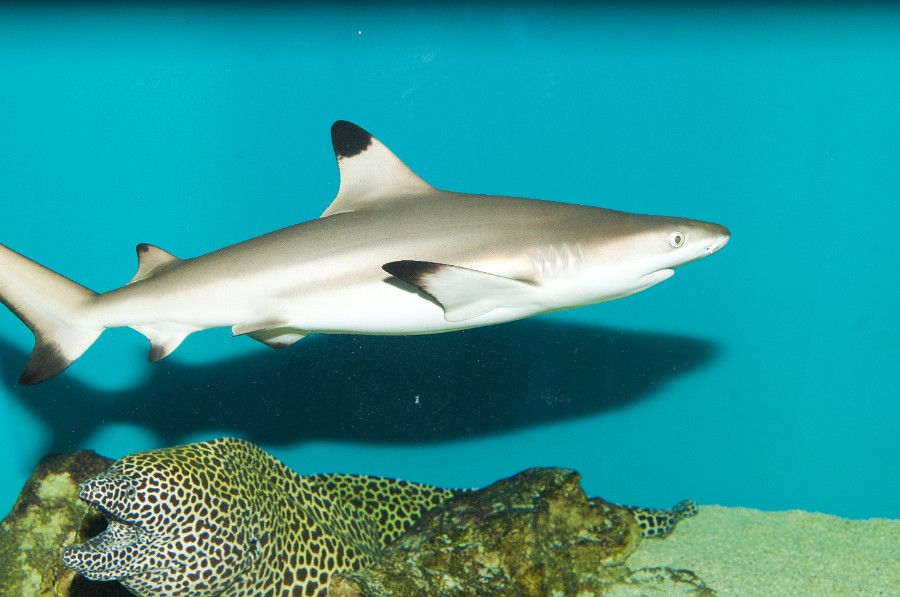 Blacktip Reef Shark (Carcharhinus melanopterus) in Aquarium